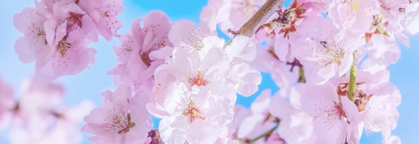 区花桜の写真